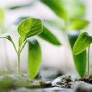 Sustainable eCommerce: Paving the Way for a Greener Future